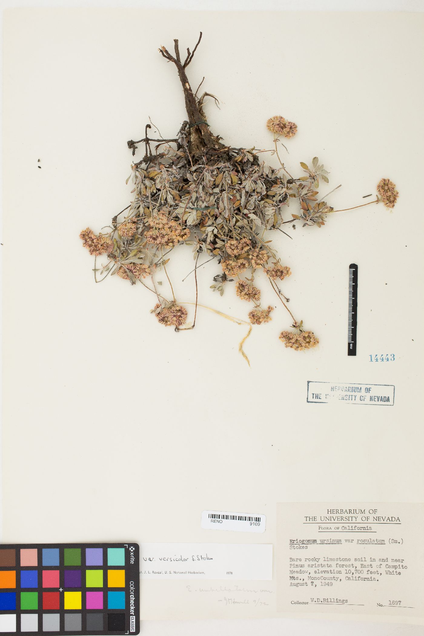 Eriogonum umbellatum var. versicolor image