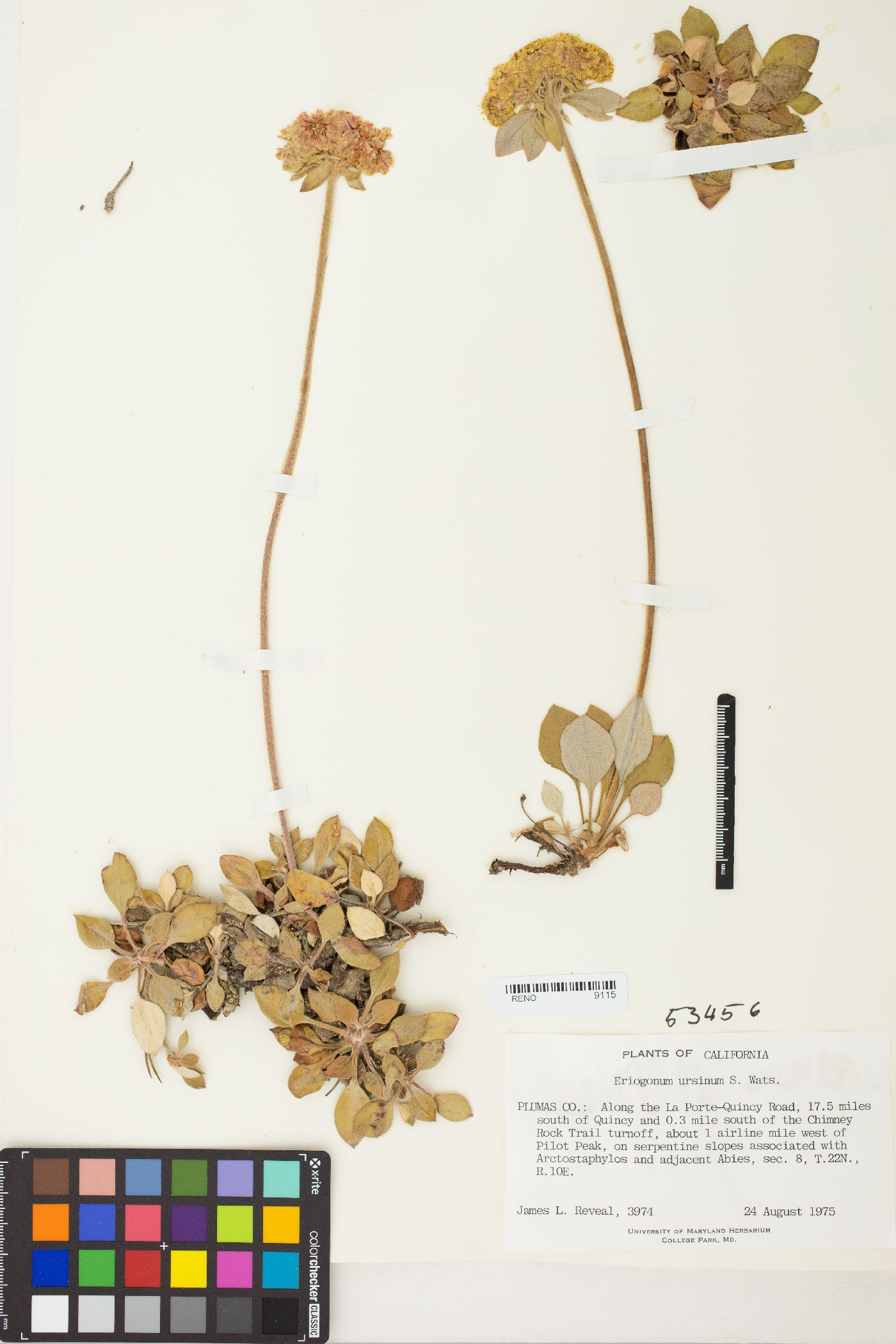 Eriogonum ursinum var. ursinum image