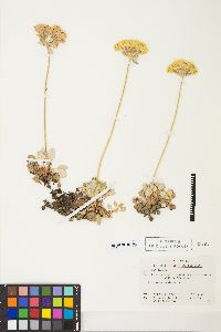 Eriogonum ursinum image