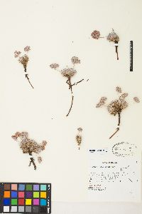 Eriogonum villiflorum image