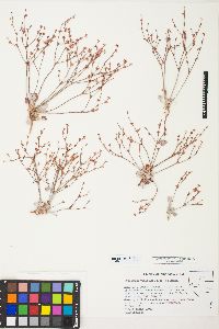 Eriogonum vimineum image