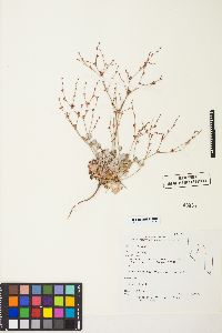 Eriogonum vimineum image