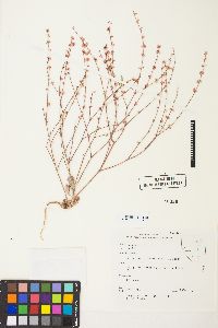 Eriogonum vimineum image