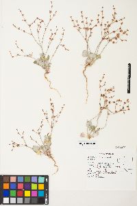 Eriogonum vimineum image