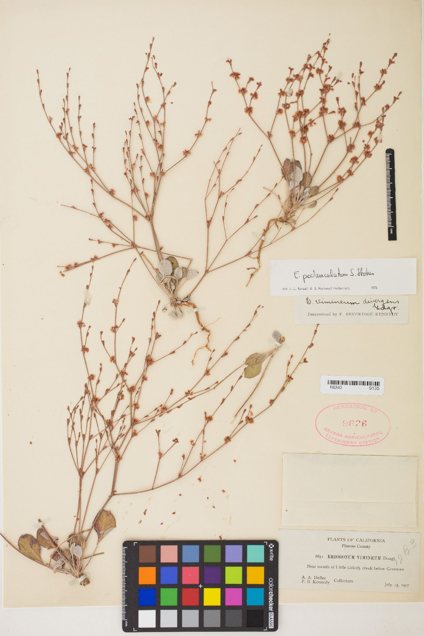 Eriogonum luteolum var. pedunculatum image