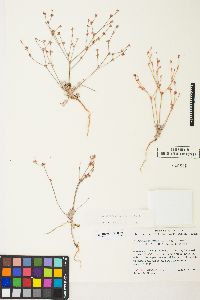 Eriogonum vimineum image