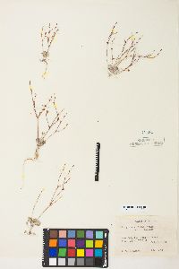 Eriogonum vimineum image