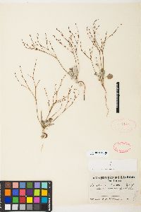 Eriogonum vimineum image