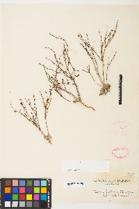 Eriogonum vimineum image