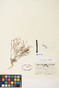 Eriogonum vimineum image