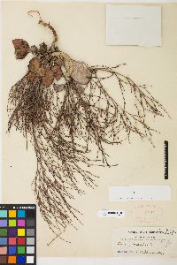 Eriogonum vimineum image