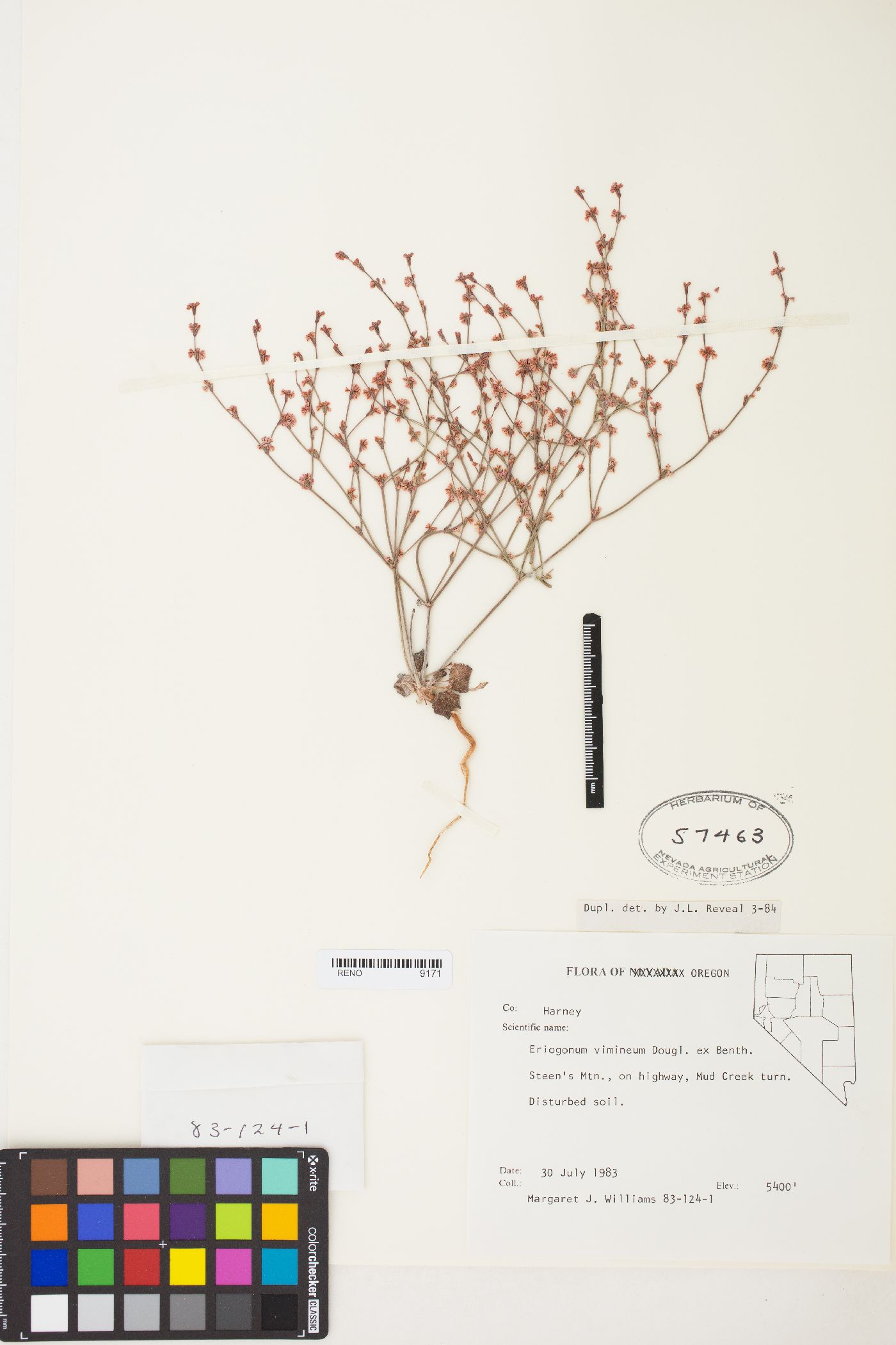 Eriogonum vimineum image