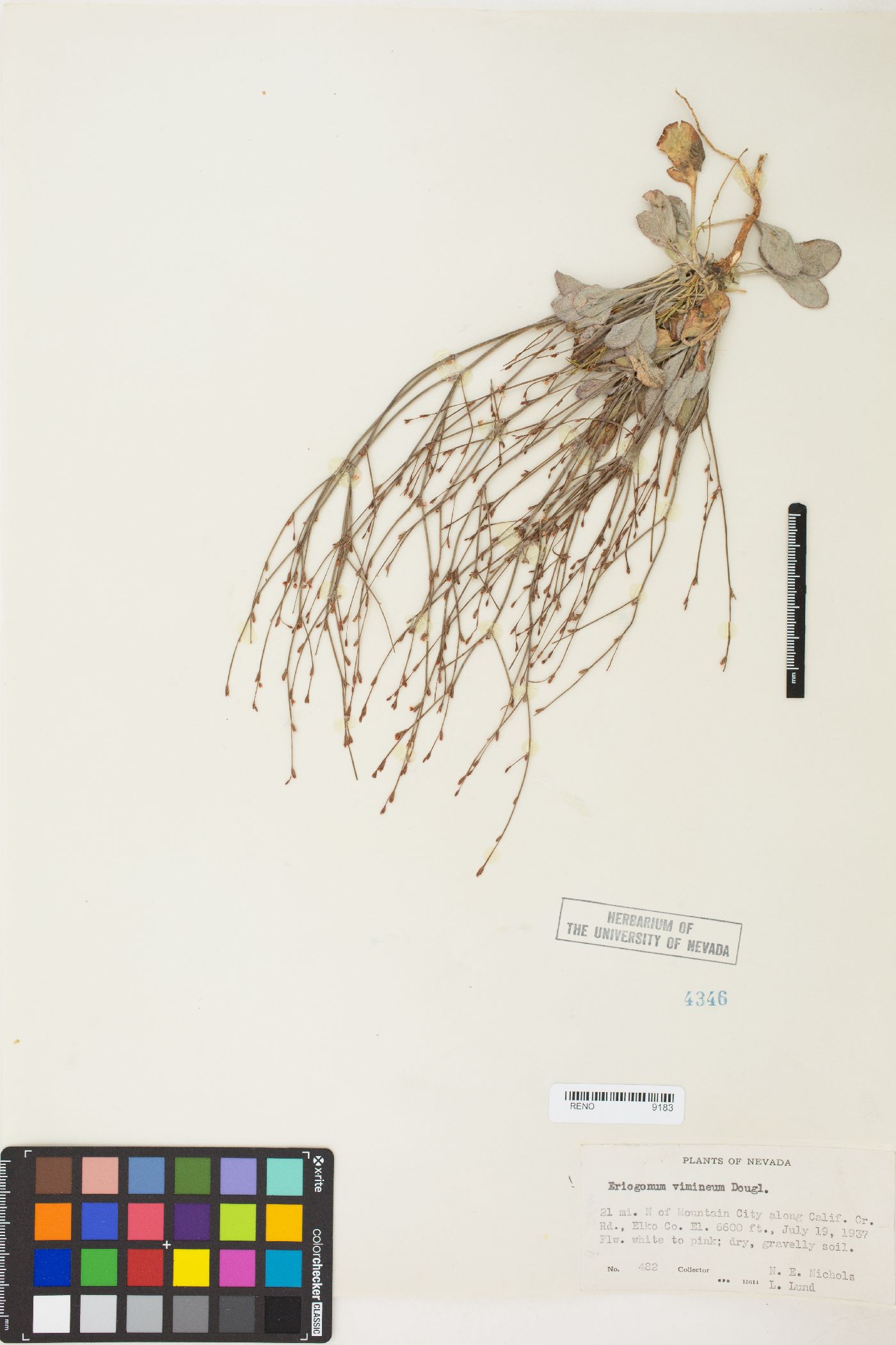 Eriogonum vimineum image