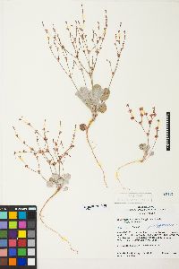 Eriogonum vimineum image