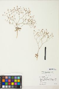 Eriogonum pusillum image