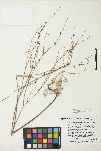 Eriogonum luteolum image