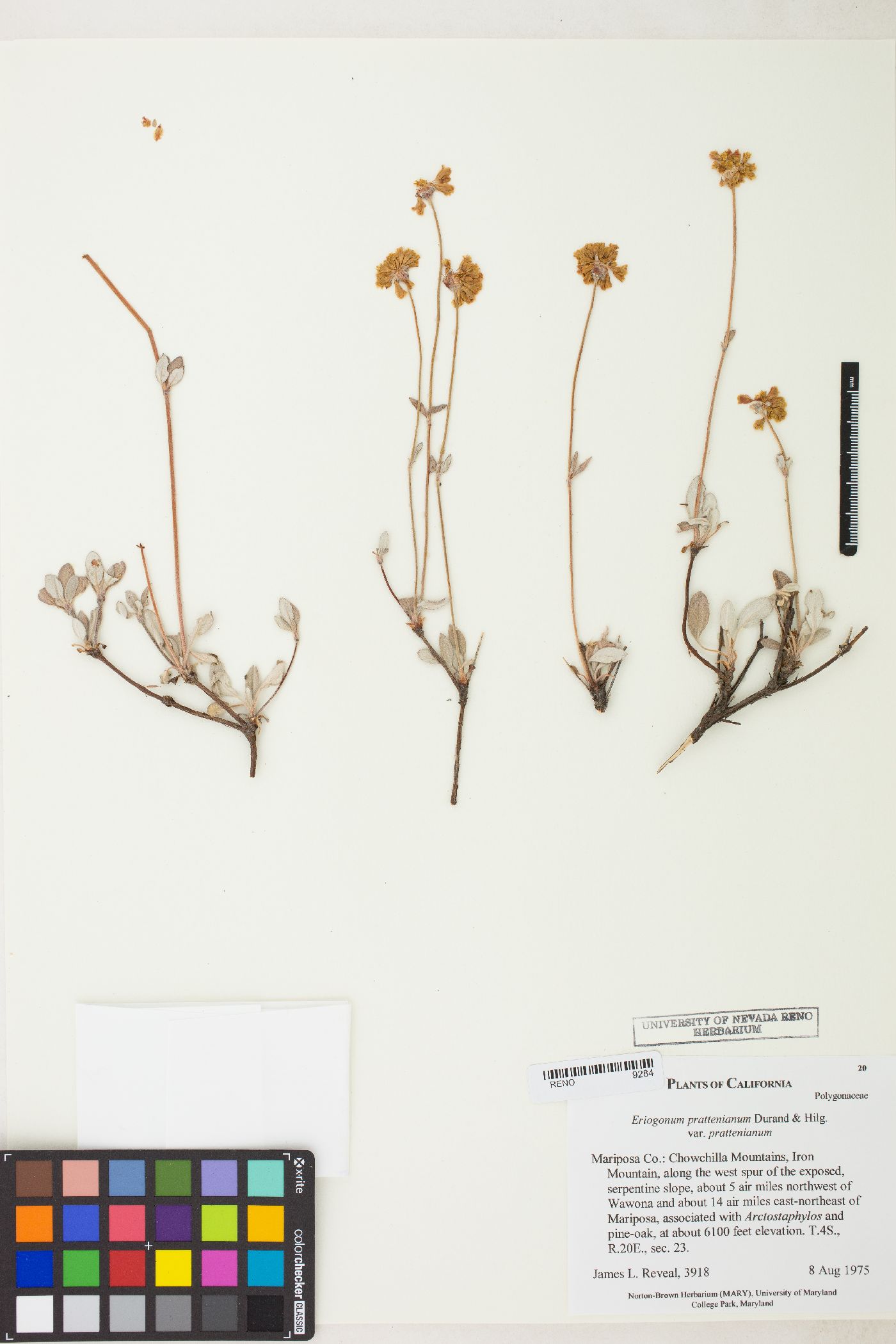 Eriogonum prattenianum var. prattenianum image