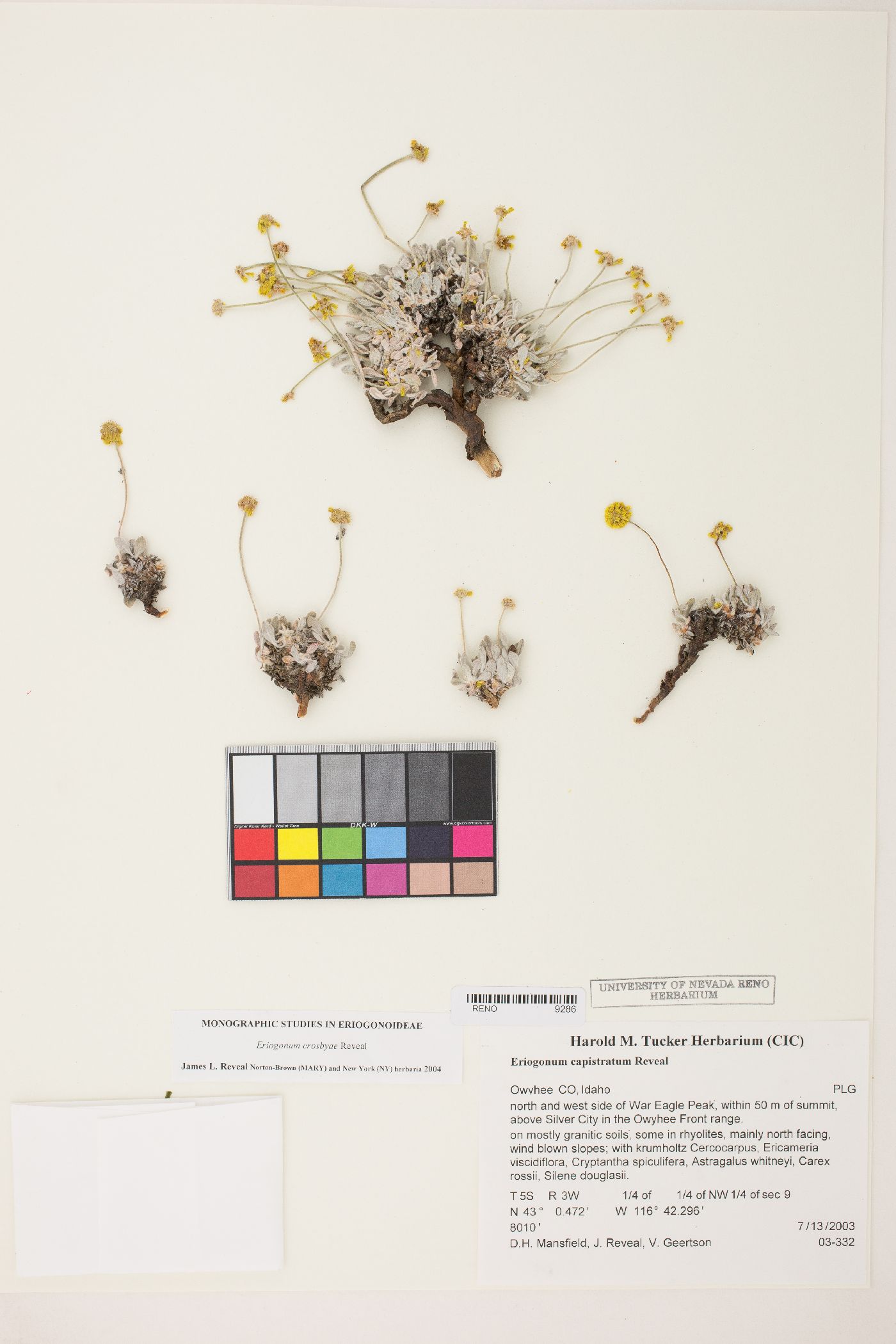 Eriogonum capistratum var. capistratum image
