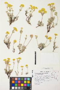 Eriogonum sphaerocephalum var. sphaerocephalum image