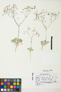 Eriogonum pusillum image