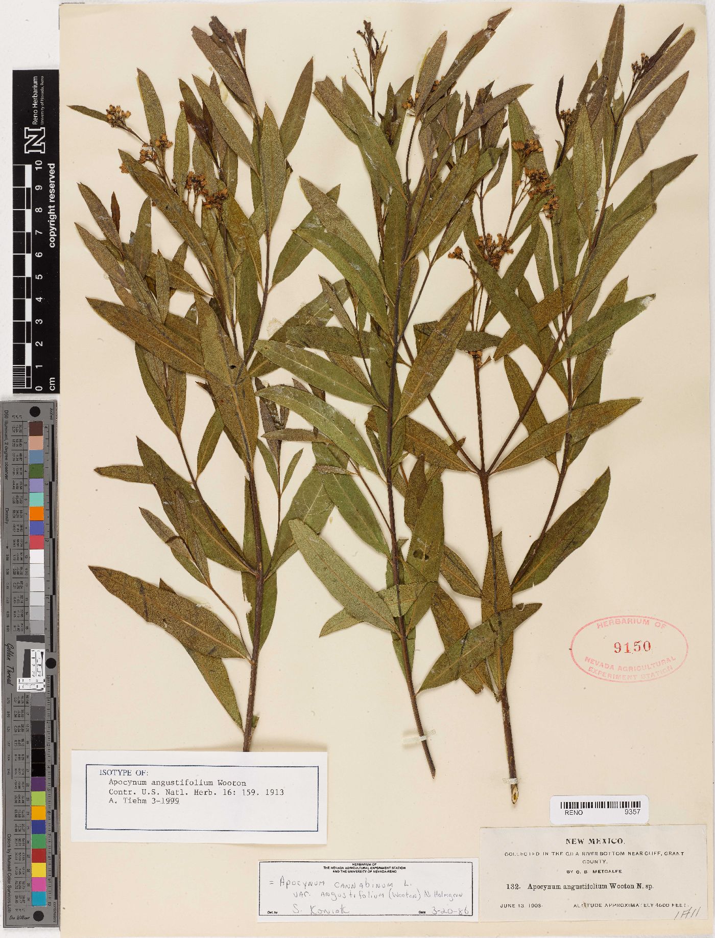 Apocynum angustifolium image