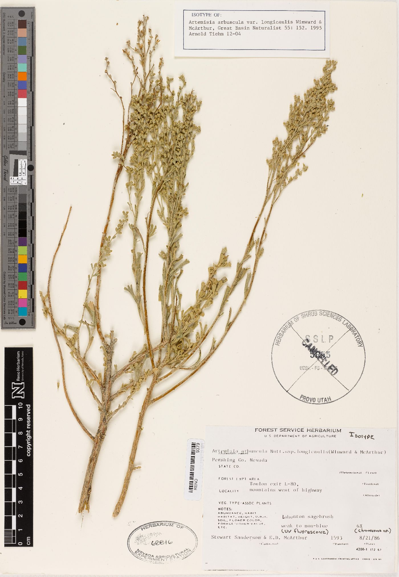 Artemisia arbuscula subsp. longicaulis image