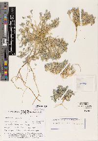 Astragalus beatleyae image