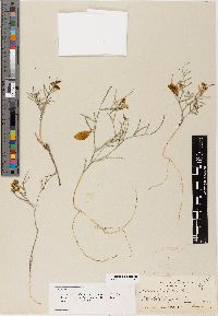 Astragalus pictus var. magnus image