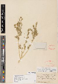 Atriplex argentea image