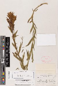 Castilleja variabilis image