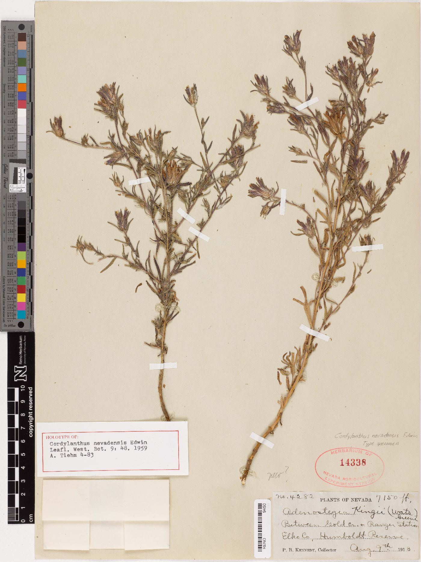 Cordylanthus nevadensis image