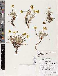 Eriogonum brevicaule image