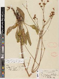 Eriogonum elatum image