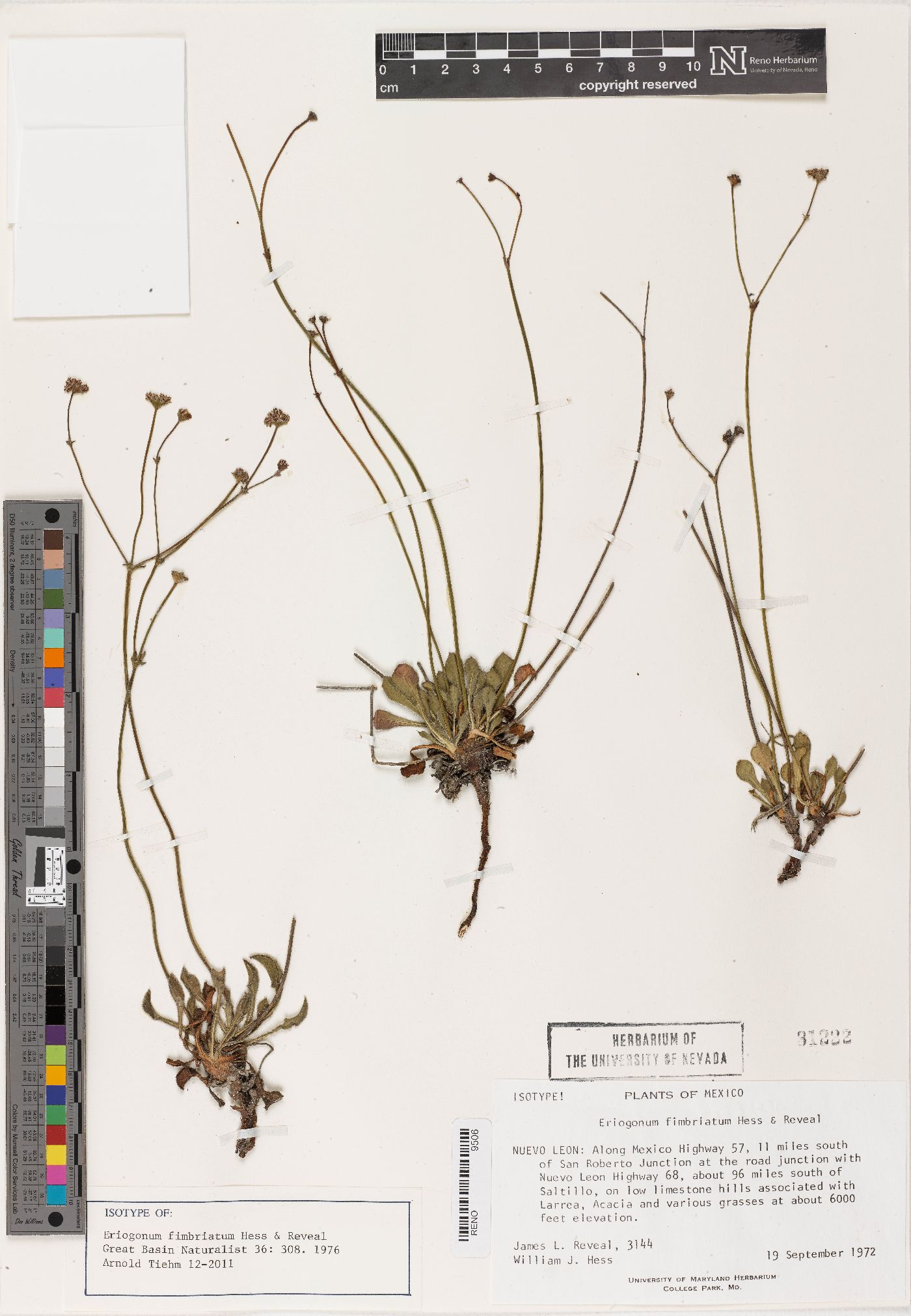 Eriogonum fimbriatum image