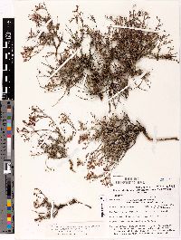 Eriogonum microthecum var. lapidicola image