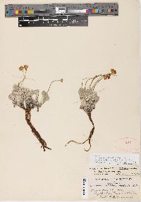 Eriogonum ovalifolium var. ovalifolium image
