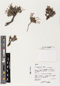 Eriogonum phoeniceum image