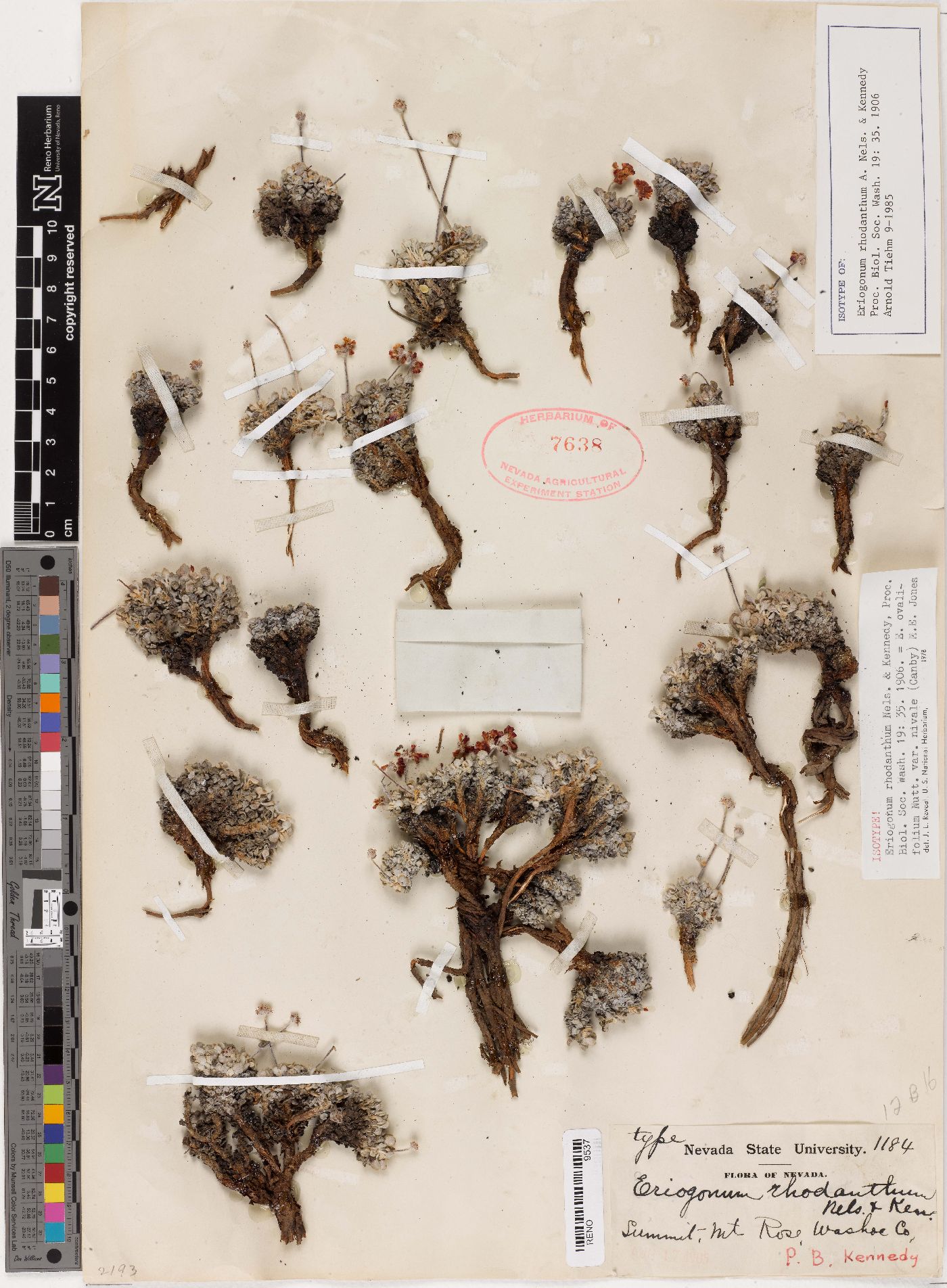 Eriogonum rhodanthum image