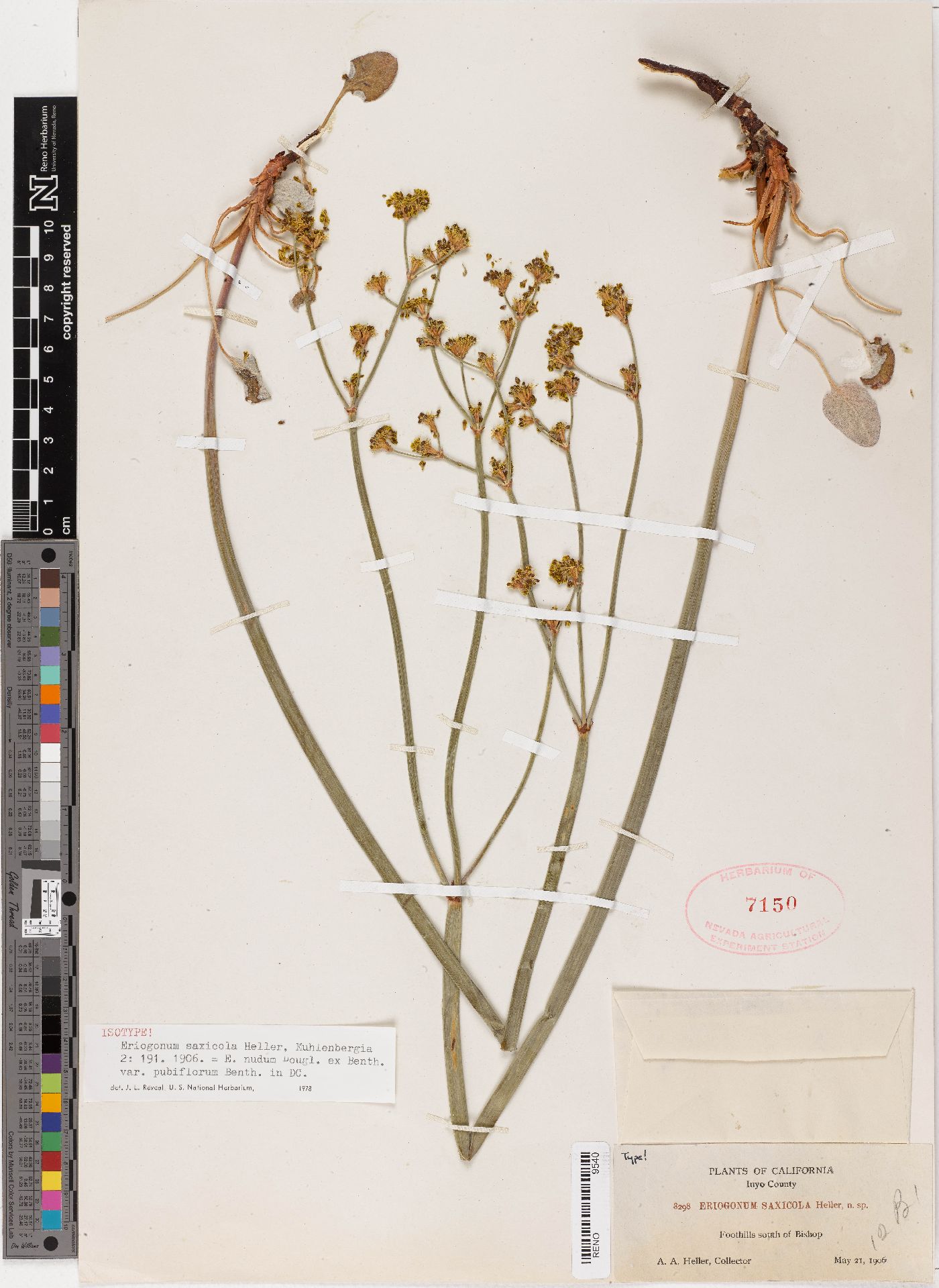 Eriogonum saxicola image