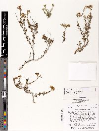 Eriogonum terrenatum image