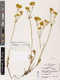 Eriogonum umbellatum var. chlorothamnus image