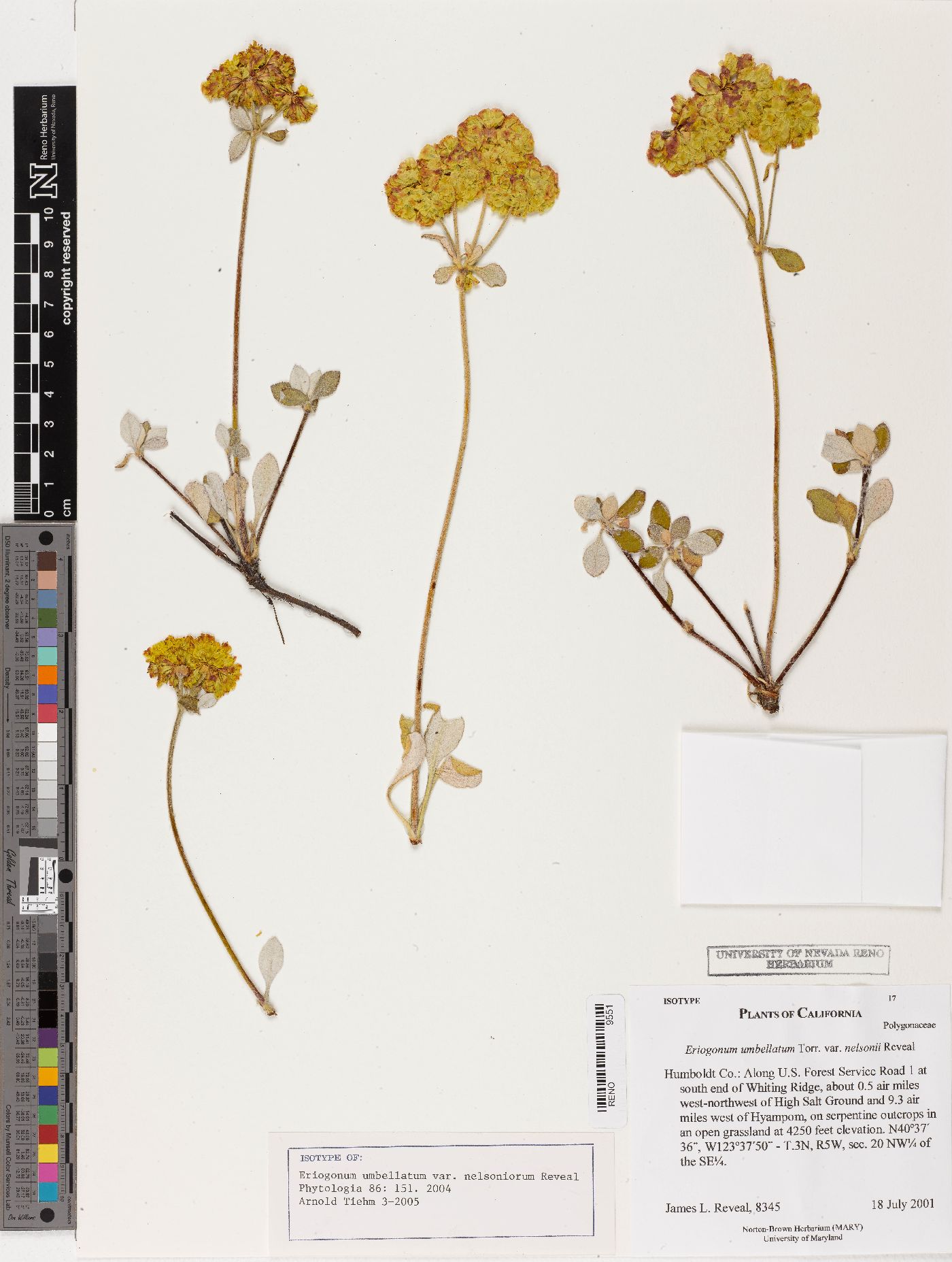 Eriogonum umbellatum var. nelsoniorum image