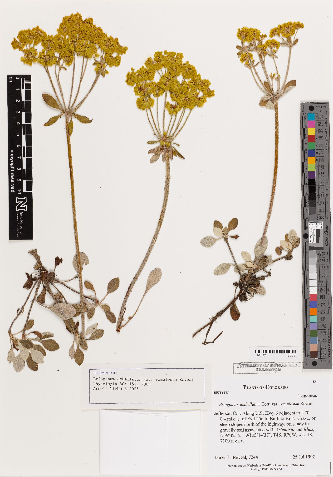 Eriogonum umbellatum var. ramulosum image