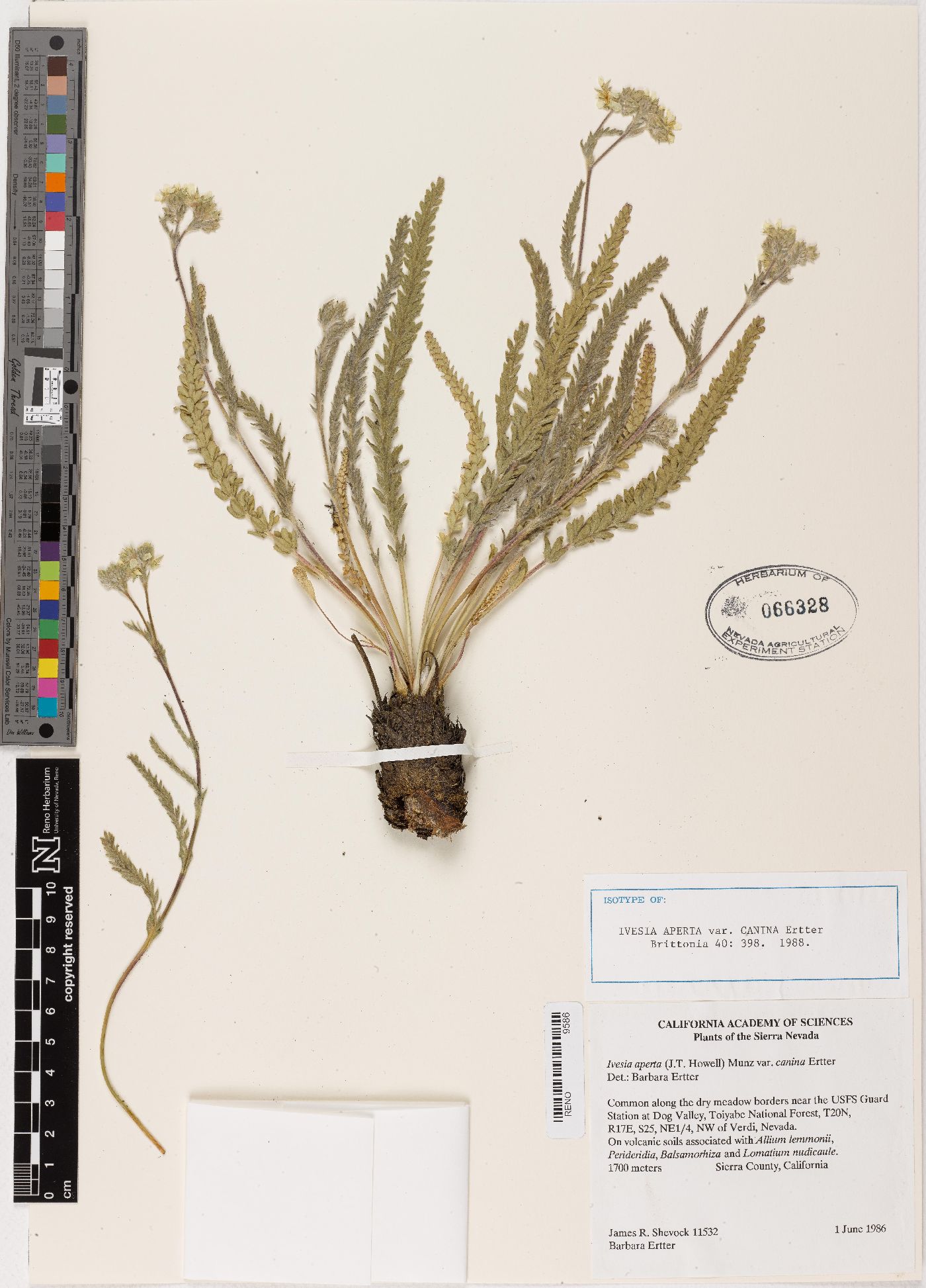 Ivesia aperta var. canina image