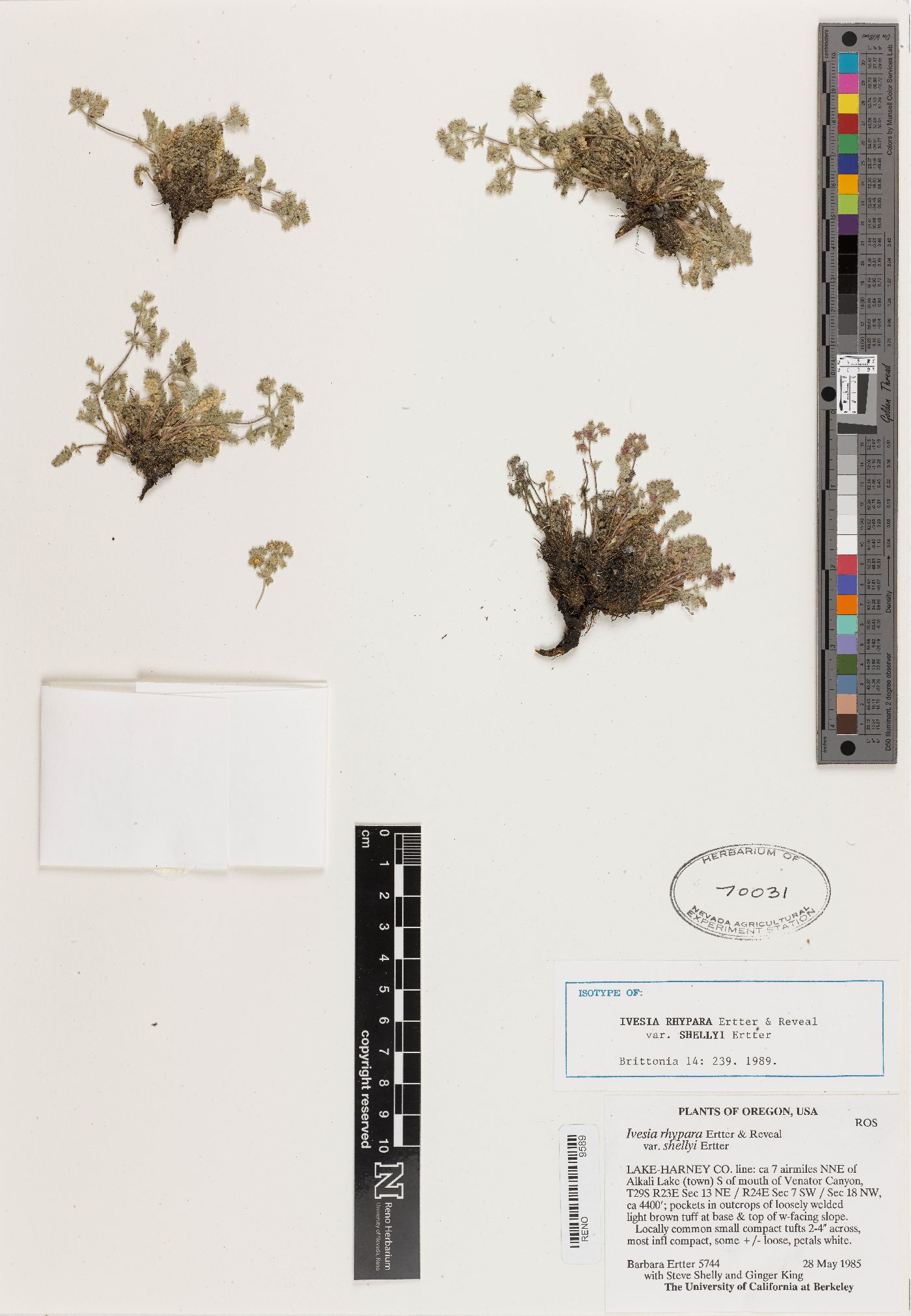 Ivesia rhypara var. shellyi image