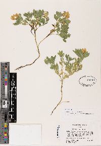 Lathyrus grimesii image