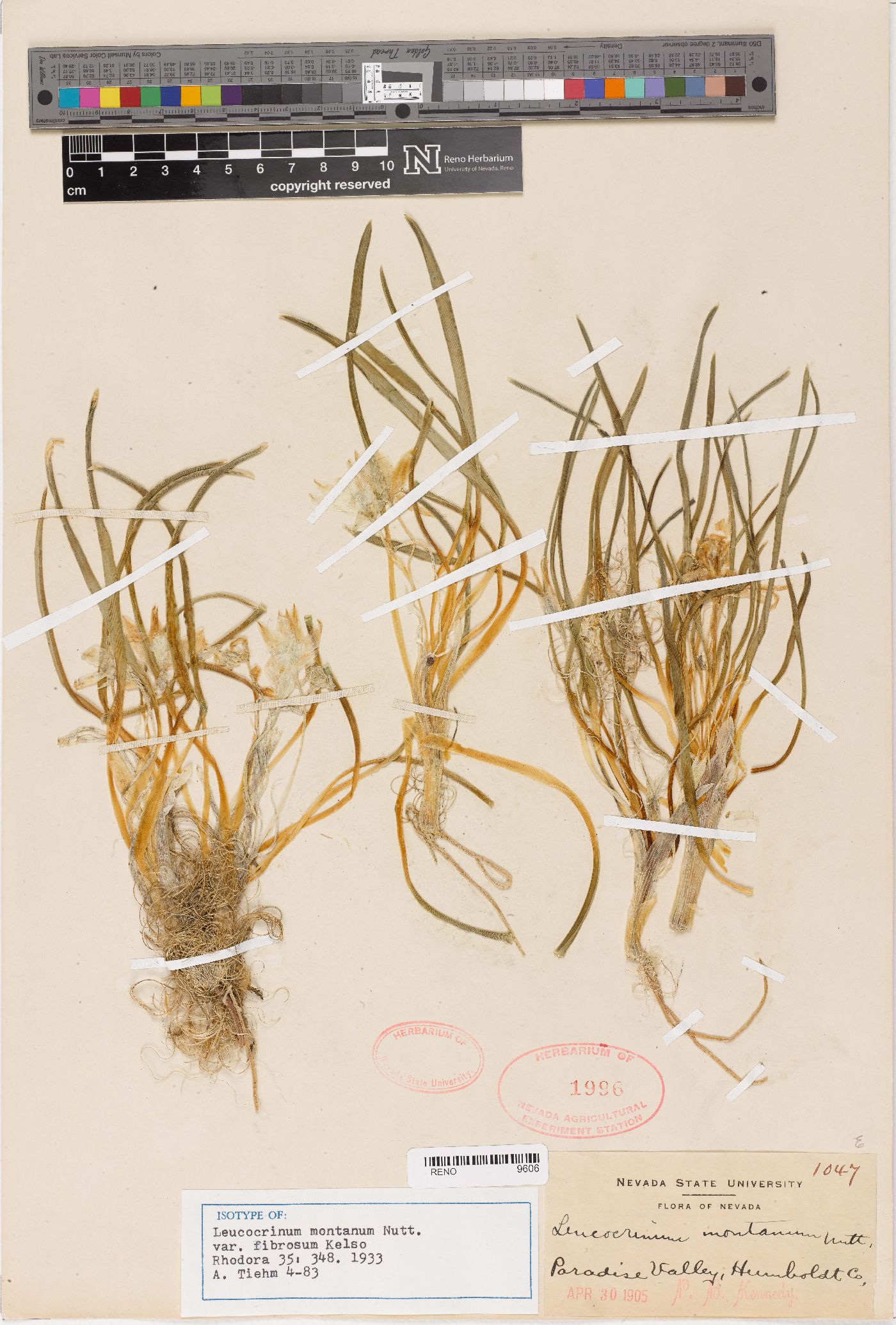 Leucocrinum montanum var. fibrosum image