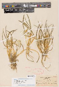 Leucocrinum montanum var. fibrosum image