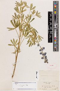 Lupinus inyoensis image