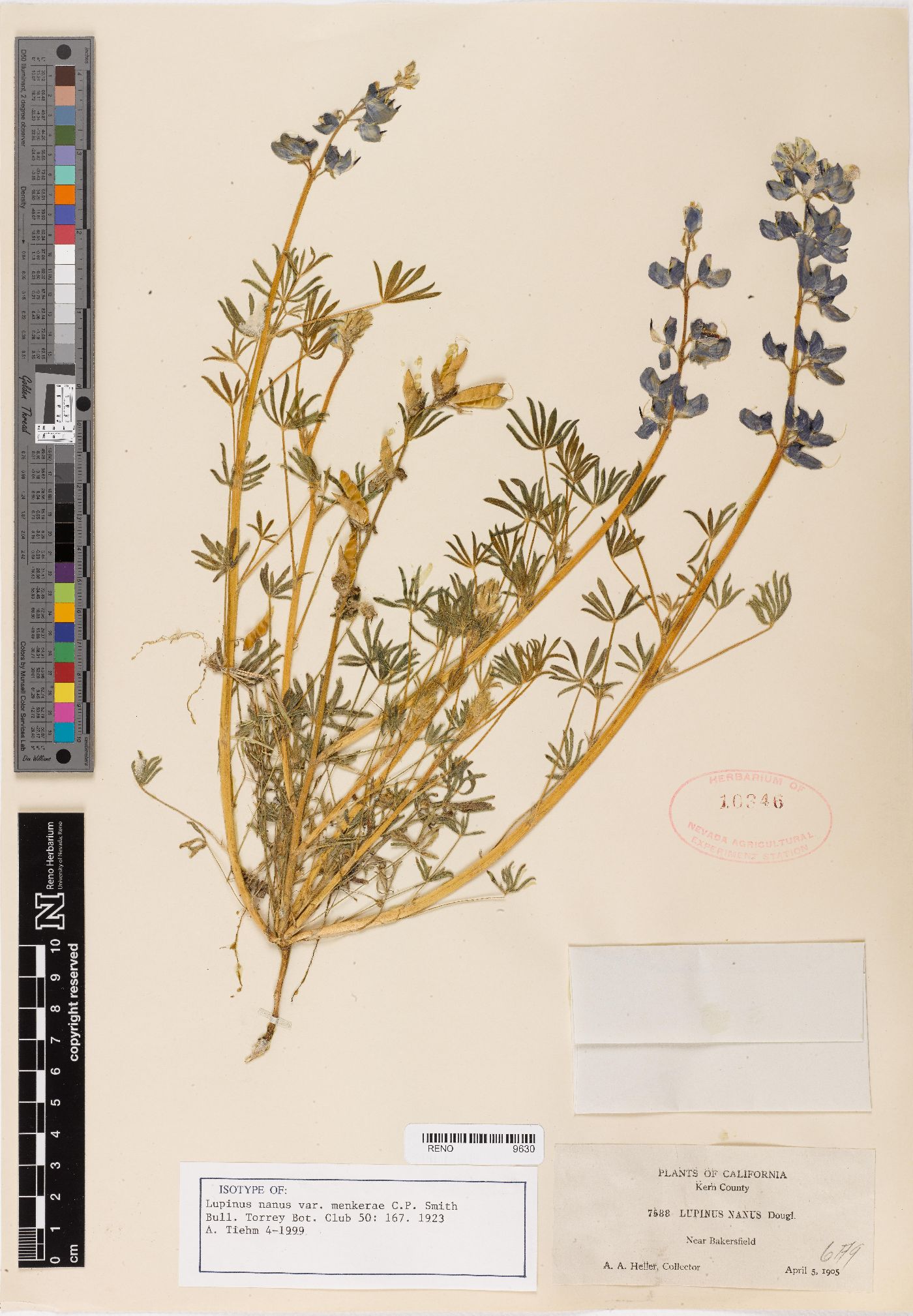 Lupinus nanus var. menkerae image